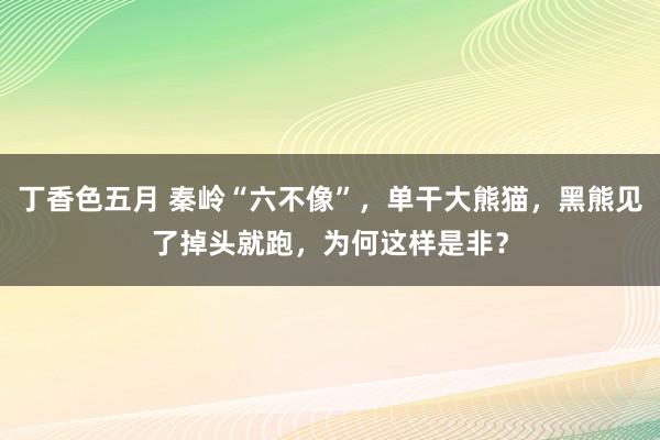 丁香色五月 秦岭“六不像”，单干大熊猫，黑熊见了掉头就跑，为何这样是非？