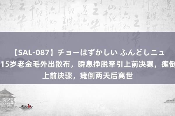 【SAL-087】チョーはずかしい ふんどしニューハーフ 2 15岁老金毛外出散布，瞬息挣脱牵引上前决骤，瘫倒两天后离世