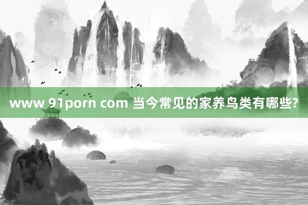 www 91porn com 当今常见的家养鸟类有哪些?