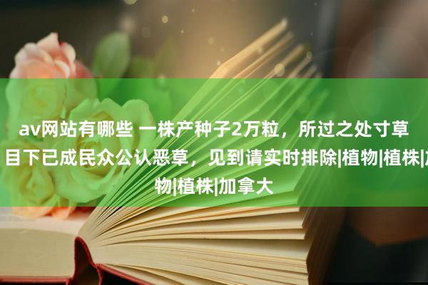 av网站有哪些 一株产种子2万粒，所过之处寸草不生，目下已成民众公认恶草，见到请实时排除|植物|植株|加拿大